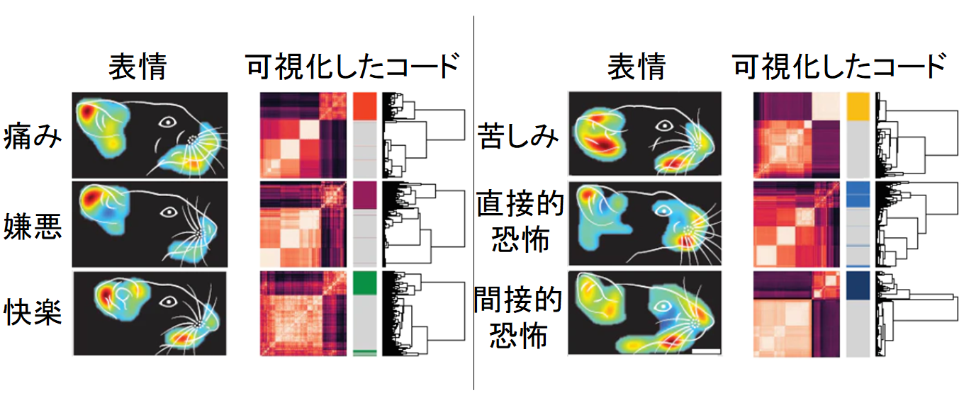 脳が「嗅覚をコード化」する仕組みをマウス実験で解明！　自分が感じるレモンの香りは人類共通の認識だったの画像 4/4