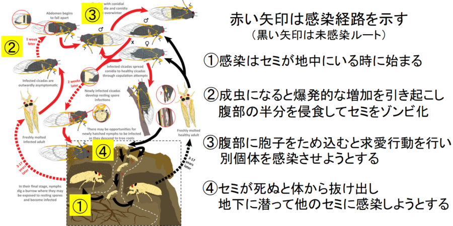 宿主をゾンビ化させる戦略は非常に有効