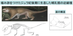 ジュラ紀の哺乳類はただのエサにあらず!?　逆に巨大な恐竜の肉を食べていたと判明の画像 4/5