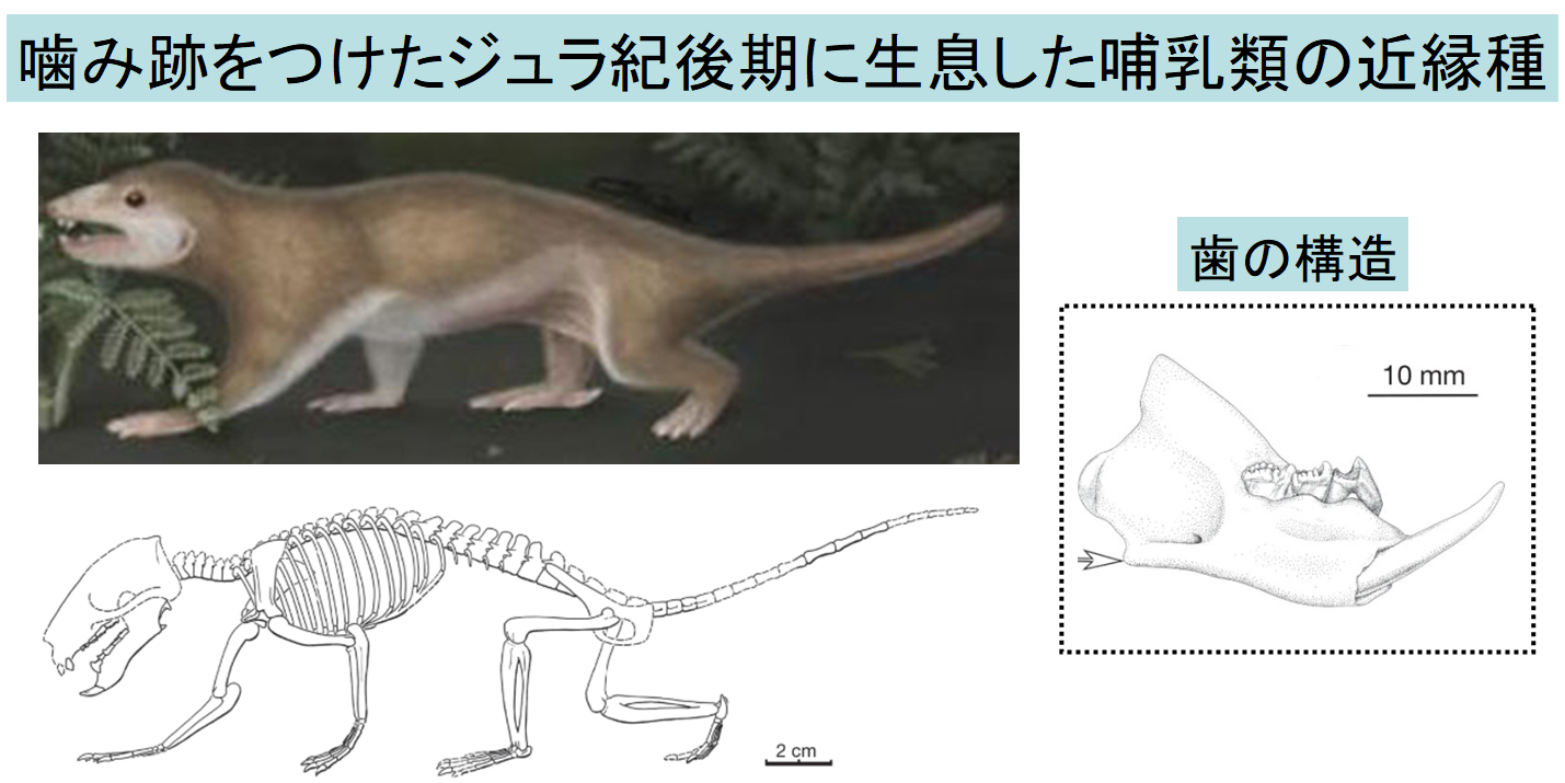 ジュラ紀の哺乳類はただのエサにあらず!?　逆に巨大な恐竜の肉を食べていたと判明の画像 4/5