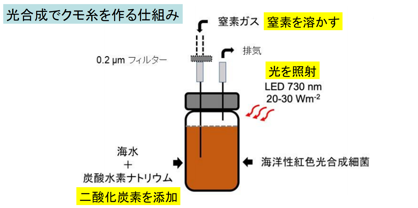 海洋性光合成細菌がクモ糸を作り出せると判明！　シルク繊維は海から生産する未来がくるかもの画像 2/3