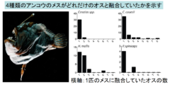 アンコウはオスとメスの融合を行うために、免疫能力を捨てていたと判明！の画像 2/3