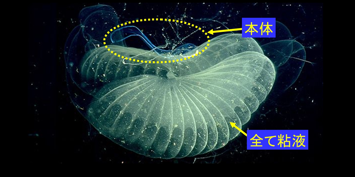 小さな海の生き物「ラーバシアン」は、粘液で自分の家を作る!?の画像 7/7