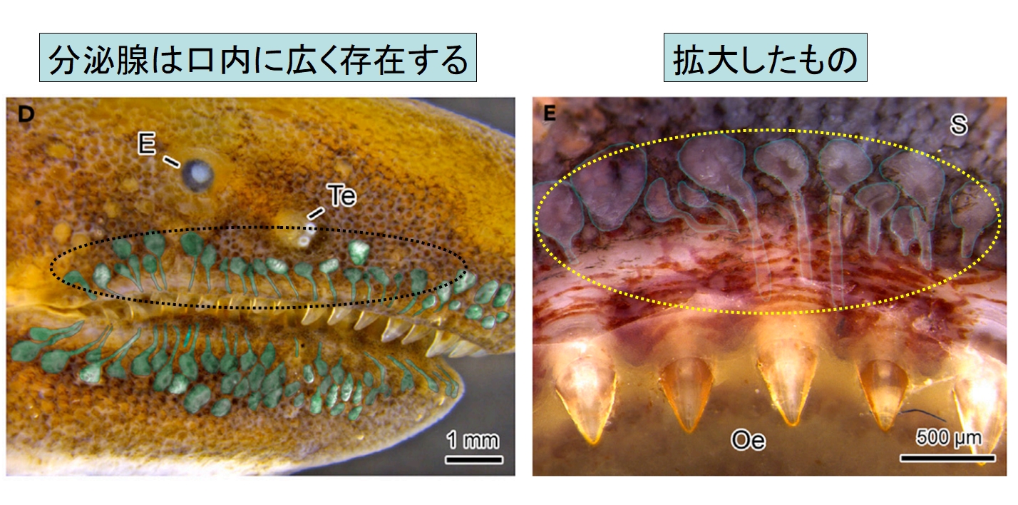 手足のない両生類が歯に毒を持つと判明！　ヘビ毒の元祖である可能性ありの画像 3/5