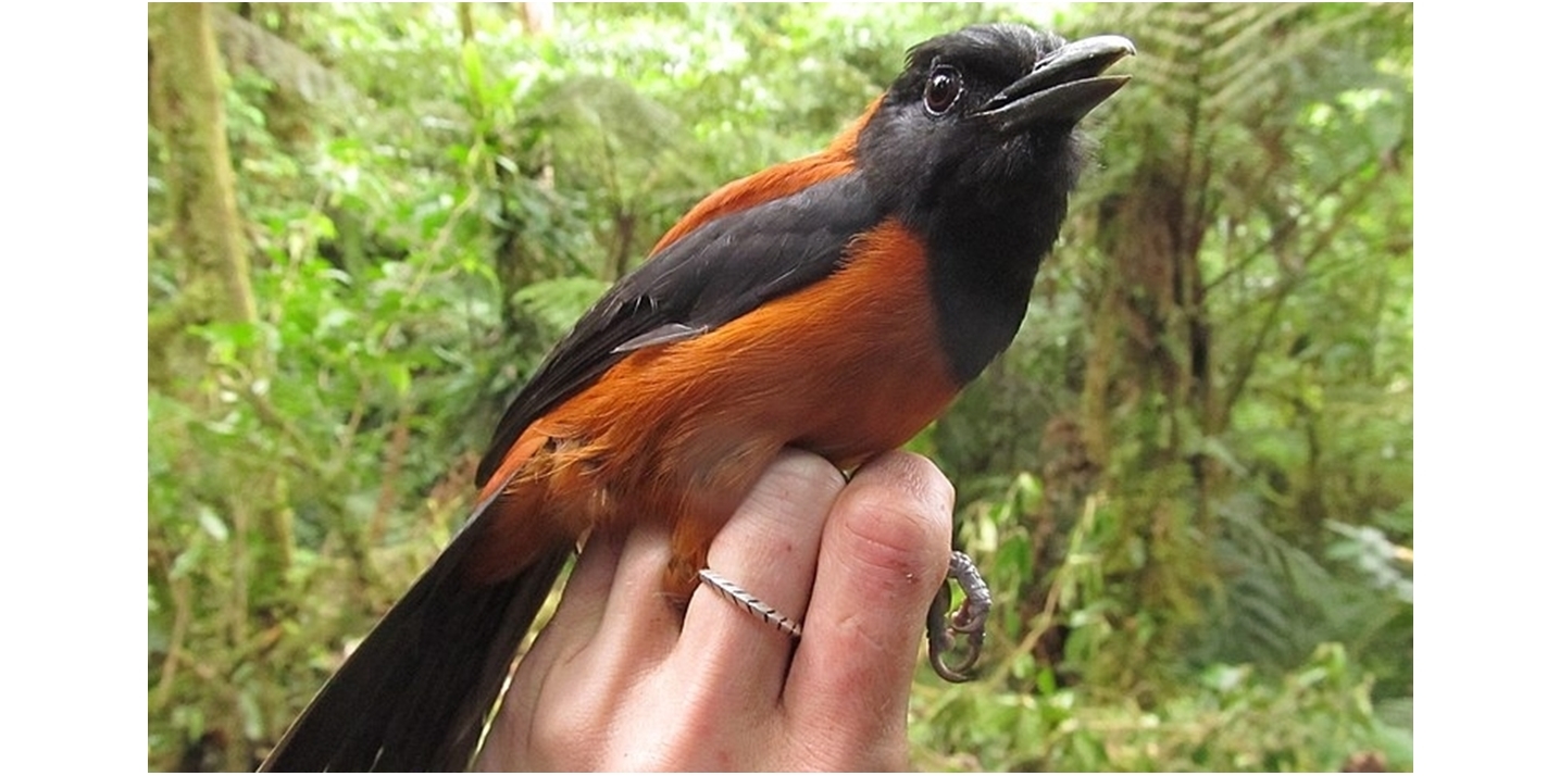 羽に毒を持つ鳥は、好物の虫から「最強の毒」を吸収していた！の画像 1/3