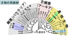 物質から生命の進化を可能にしたのは「寄生体」との共進化だったの画像 8/8