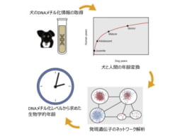 ワンちゃんって本当は何歳？　ゲノム解析から「犬の1歳は人の30歳に相当する」と判明の画像 3/4