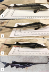 2種の絶滅危惧種の魚から誤って新しい「ハイブリッド種」を作ってしまった研究の画像 4/4