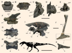 ポルトガルで「史上最強レベル」の新種恐竜を発見！”ルシタニアの狩人”の異名を持つの画像 2/5