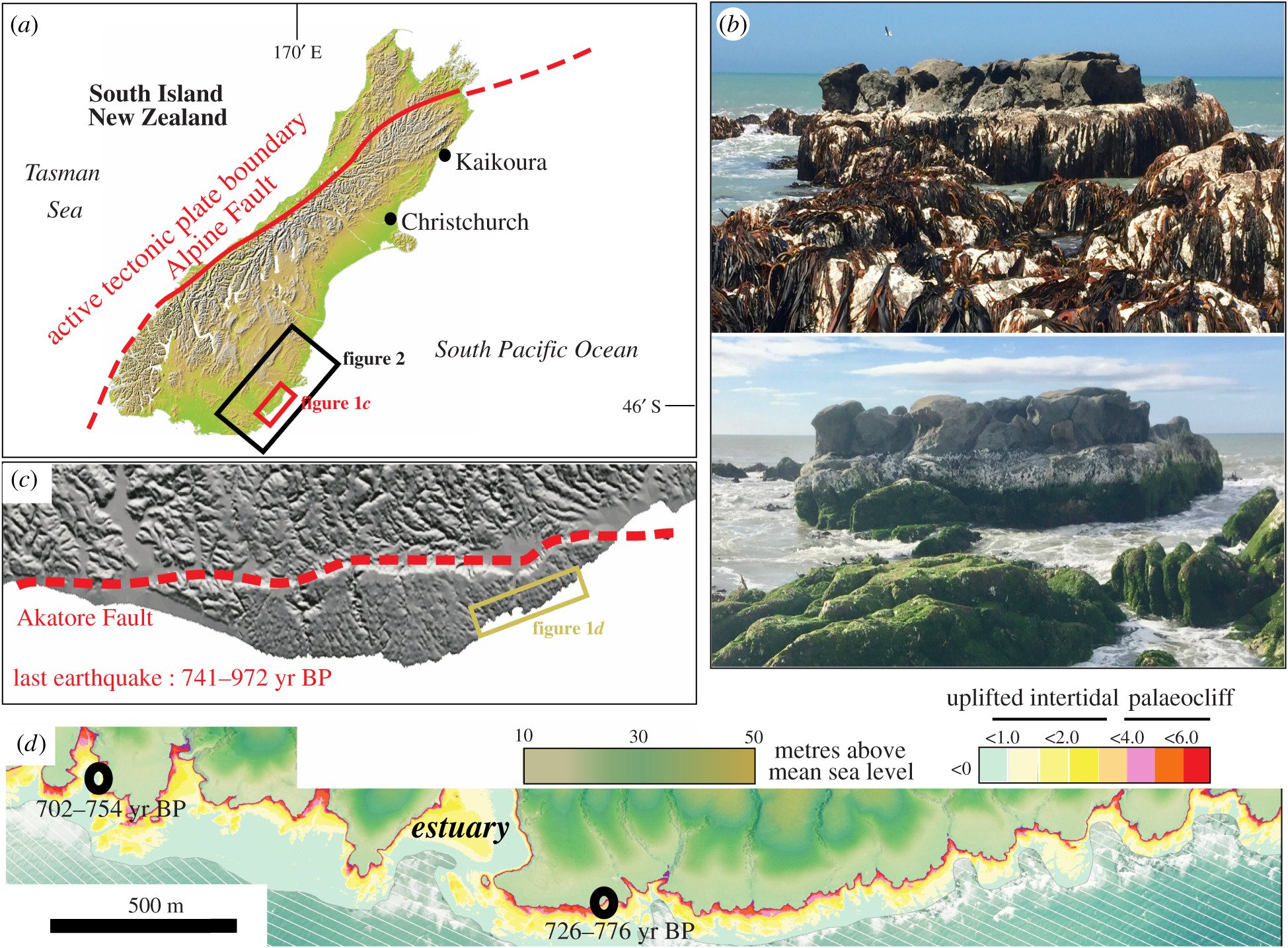 コンブの遺伝子から800年前の巨大地震の証拠を発見！（ニュージーランド）の画像 3/3