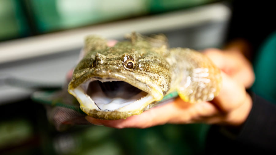 音楽フェスの騒音が「魚のストレスを急激に高める」と判明！　水中の騒音が魚の聴覚を狂わせる（アメリカ）