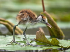 エイリアンみたいな足を持つ鳥がカワイイの画像 2/6