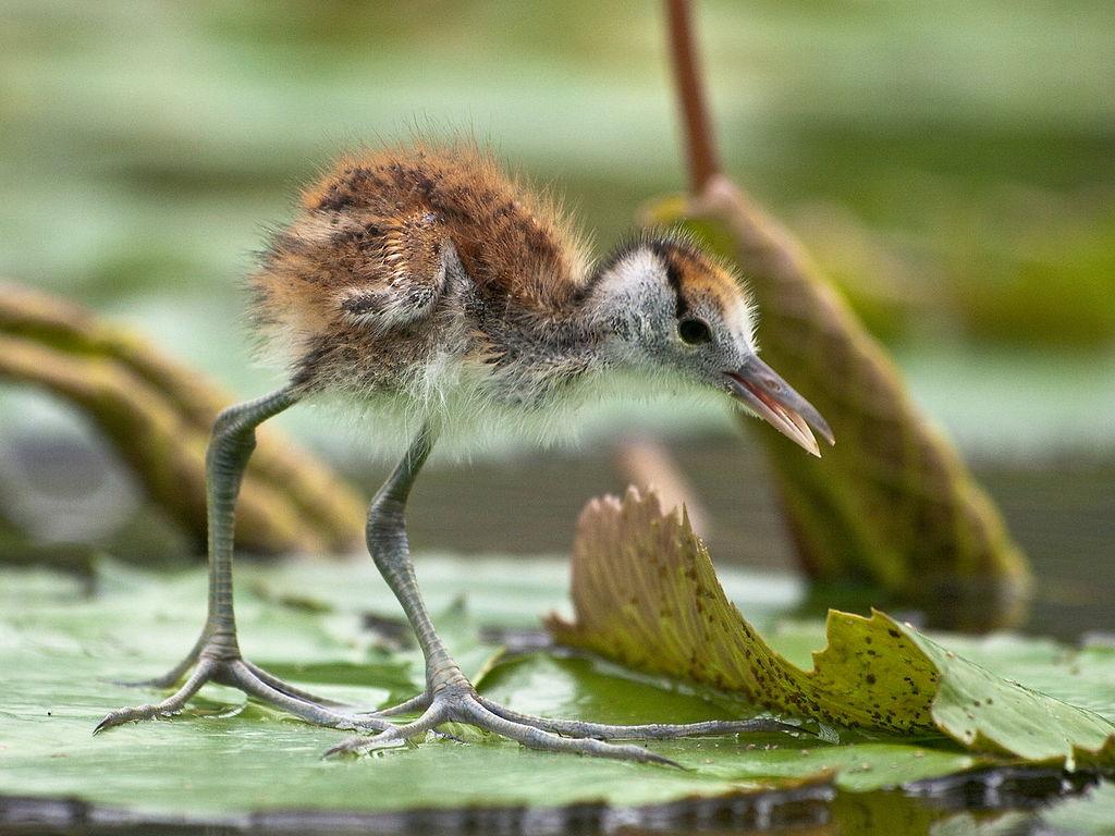 エイリアンみたいな足を持つ鳥がカワイイの画像 2/6