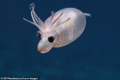 ぽっこりお腹の「子豚イカ」は体内に”アンモニアを貯めて”深海を漂っていたの画像 5/6