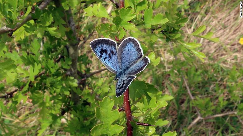 200813051345-02-rare-butterfly-intl-scli-scn-exlarge-169の画像