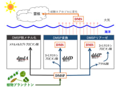 海の「磯臭さ」はどこからくるの？　原因となる細菌は海流に影響されていたの画像 2/4