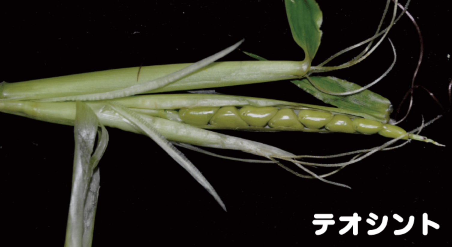 夏野菜の「先祖返り」に要注意！食用の野菜が”危険な野生種”に逆戻りするの画像 3/5