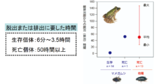 カエルに食べられても「するりと肛門から」脱出する昆虫を発見！　マメガムシの生存戦略がスゴイの画像 4/5