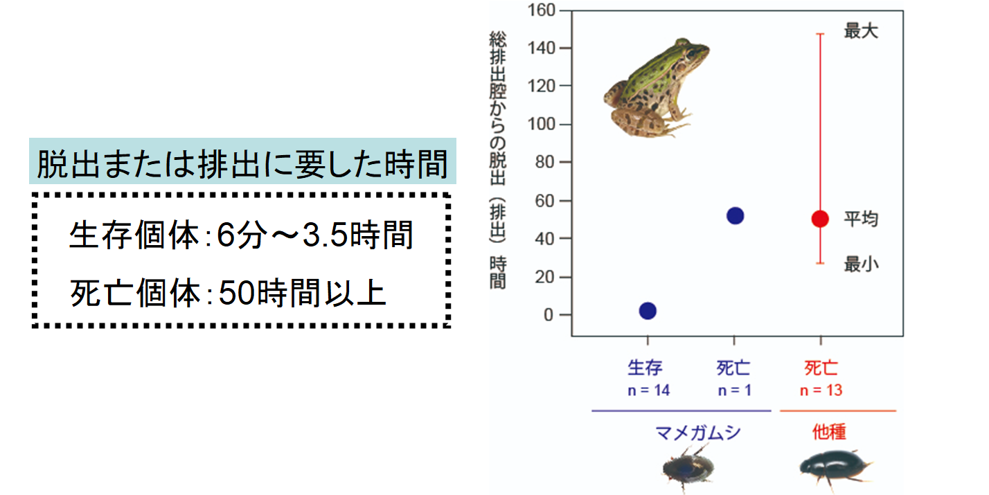 カエルに食べられても「するりと肛門から」脱出する昆虫を発見！　マメガムシの生存戦略がスゴイの画像 4/5