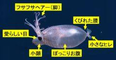 撮影場所はハワイの南の深海