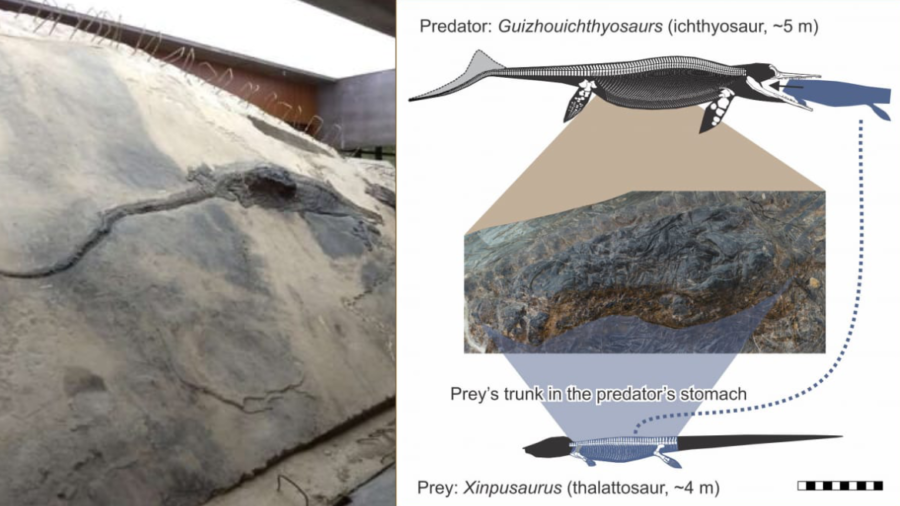 全長5メートルの古代魚竜のお腹に「丸呑みされた4メートルのトカゲ」を発見！