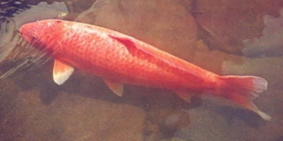 生まれは江戸時代！226歳まで生きた史上最古の日本の鯉 - ナゾロジー