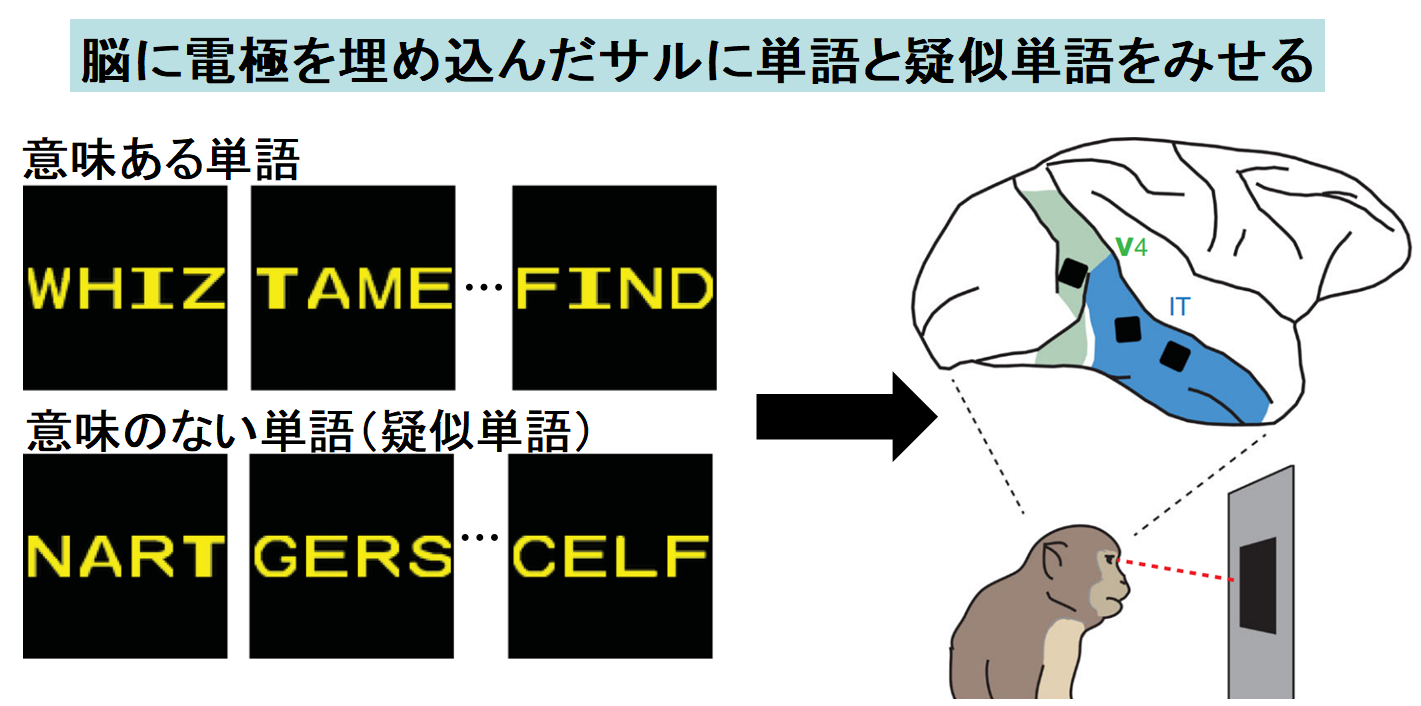 読書を可能にする「読書脳」の存在が確認される。読み書きの基本コードを解明！の画像 2/5