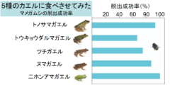 カエルに食べられても「するりと肛門から」脱出する昆虫を発見！　マメガムシの生存戦略がスゴイの画像 3/5