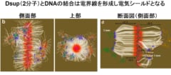 最強生物「クマムシ」は、DNAに電気シールドを張って放射線を遮断すると判明の画像 4/5