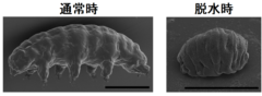 最強生物「クマムシ」は、DNAに電気シールドを張って放射線を遮断すると判明の画像 2/5