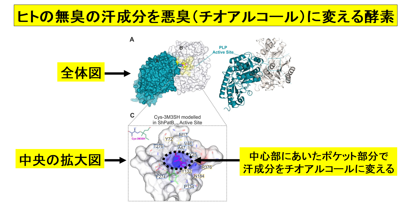 ワキガ臭がするのは1種類の「汗を食べる細菌」のせいだと判明！効果的な制汗剤が作られる？の画像 4/5