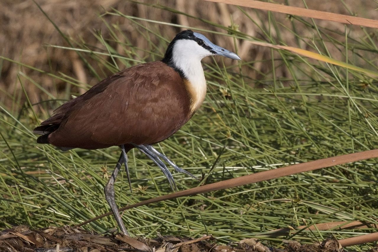 エイリアンみたいな足を持つ鳥がカワイイの画像 5/6