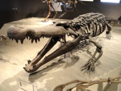 恐竜もエサにする「恐怖の怪物ワニ」を特定！路線バスに近い大きさの画像 1/2