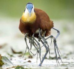 エイリアンみたいな足を持つ鳥がカワイイの画像 1/6