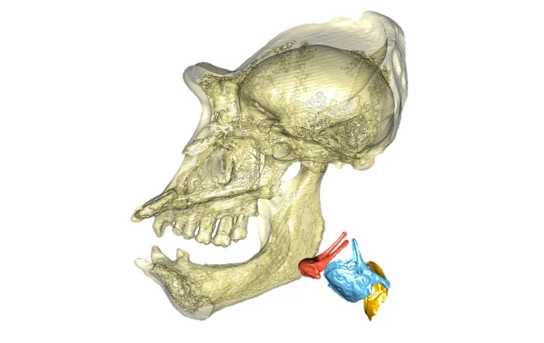 霊長類だけ「喉頭が急速に進化している」と判明。声によるコミュニケーションの重視が原因か？