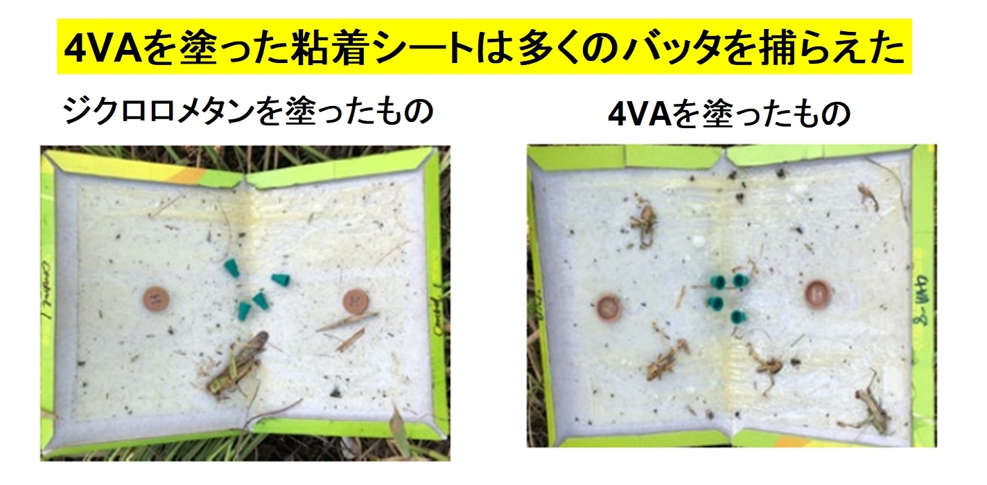 バッタを「巨大な群れ」にする原因物質が特定される！の画像 5/5