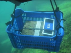 チチカカ湖で「インカ帝国の遺物」を発見！　儀式の生贄に使われた”リャマ像と金のホイル”が石の箱から見つかるの画像 2/4