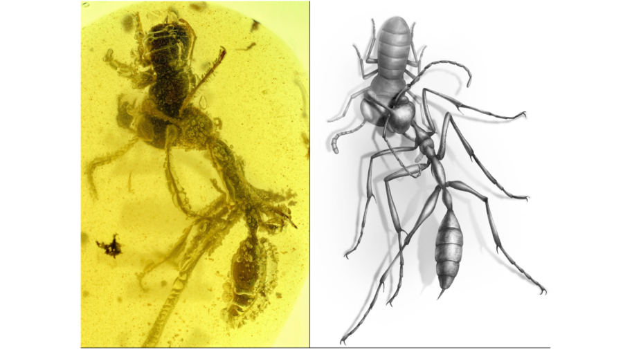 9900万年前のコハクに「食事中の古代アリ」を発見！ 現代アリにはない「クレーンゲームのような顎」がクール