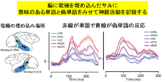 読書を可能にする「読書脳」の存在が確認される。読み書きの基本コードを解明！の画像 3/5