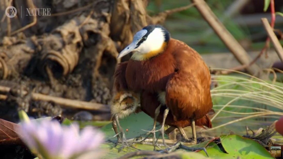 エイリアンみたいな足を持つ鳥がカワイイの画像 6/6