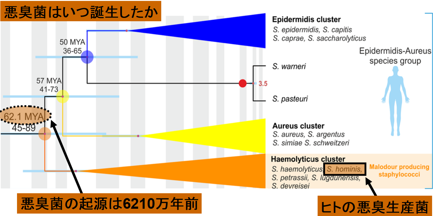 ワキガ臭がするのは1種類の「汗を食べる細菌」のせいだと判明！効果的な制汗剤が作られる？の画像 5/5