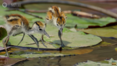 エイリアンみたいな足を持つ鳥がカワイイの画像 3/6