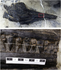 全長5メートルの古代魚竜のお腹に「丸呑みされた4メートルのトカゲ」を発見！の画像 3/3