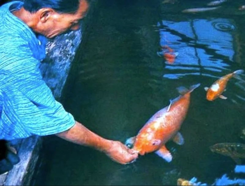 生まれは江戸時代!226歳まで生きた史上最古の日本の鯉の画像