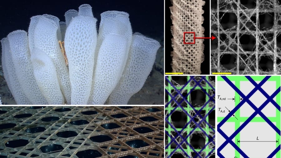 「ガラスの骨格を持つ海綿」偕老同穴（カイロウドウケツ）からより強固な建築物を作るアイディアが得られる