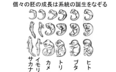 脊椎動物の発生過程はヘッケルの反復節で説明できる