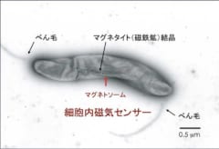 ナゾだった”地球の磁場”を感じ取る動物の「第六感」は、バクテリアに由来しているかもしれないの画像 2/4