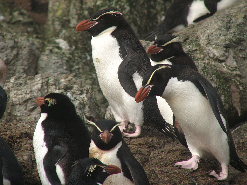 ハシブトペンギン