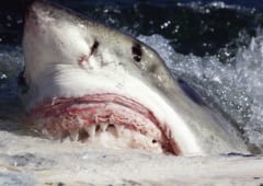 ホオジロザメが”恐怖”で1年間も縄張りから逃げ出す「海のギャング」がいると判明の画像 4/7