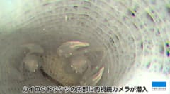 中に棲むドウケツエビは普通は雄と雌の2匹だが、たまに1匹や3匹の場合もある